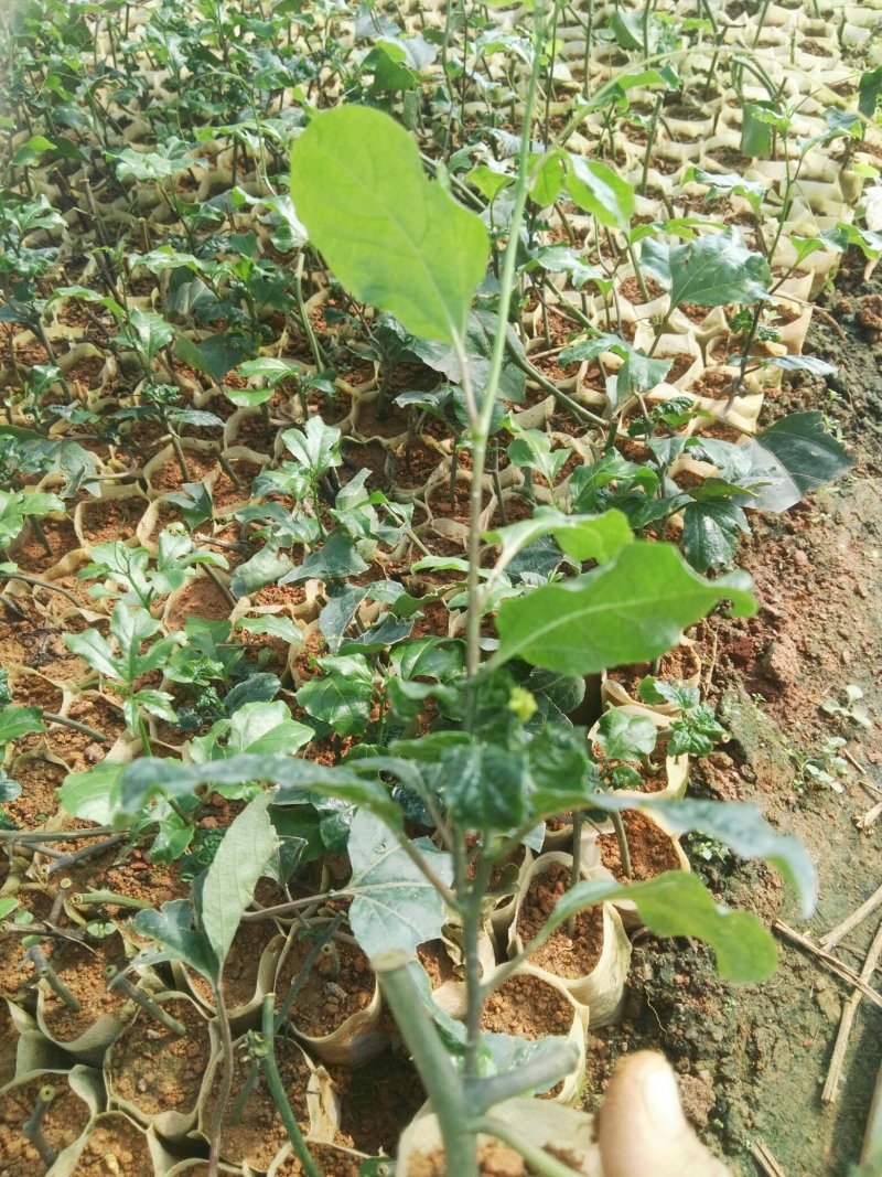 各品种百香果苗，，百香果苗绿皮荔枝味百香果苗木瓜百香果苗