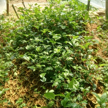 各品种百香果苗，，百香果苗绿皮荔枝味百香果苗木瓜百香果苗