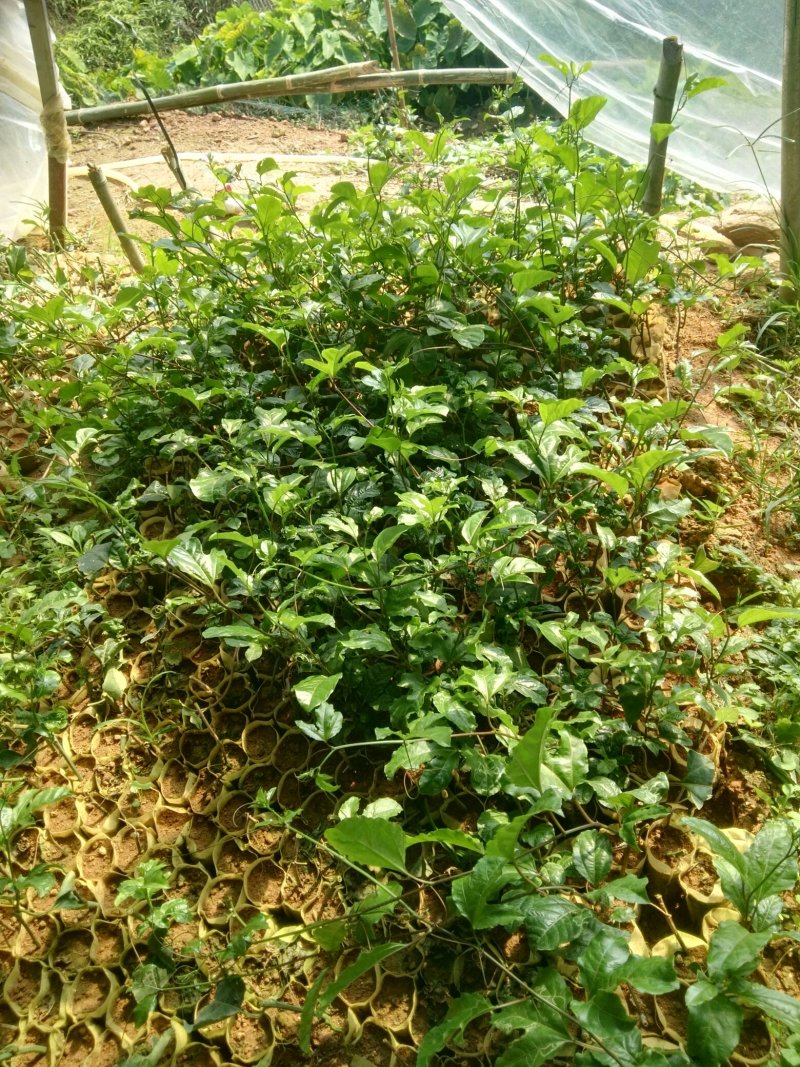 各品种百香果苗，，百香果苗绿皮荔枝味百香果苗木瓜百香果苗