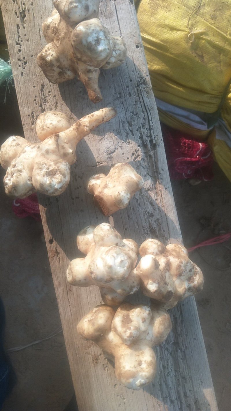 大量供应新鲜白洋姜