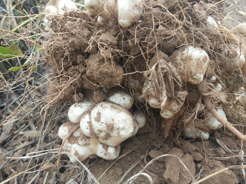 大量供应新鲜白洋姜