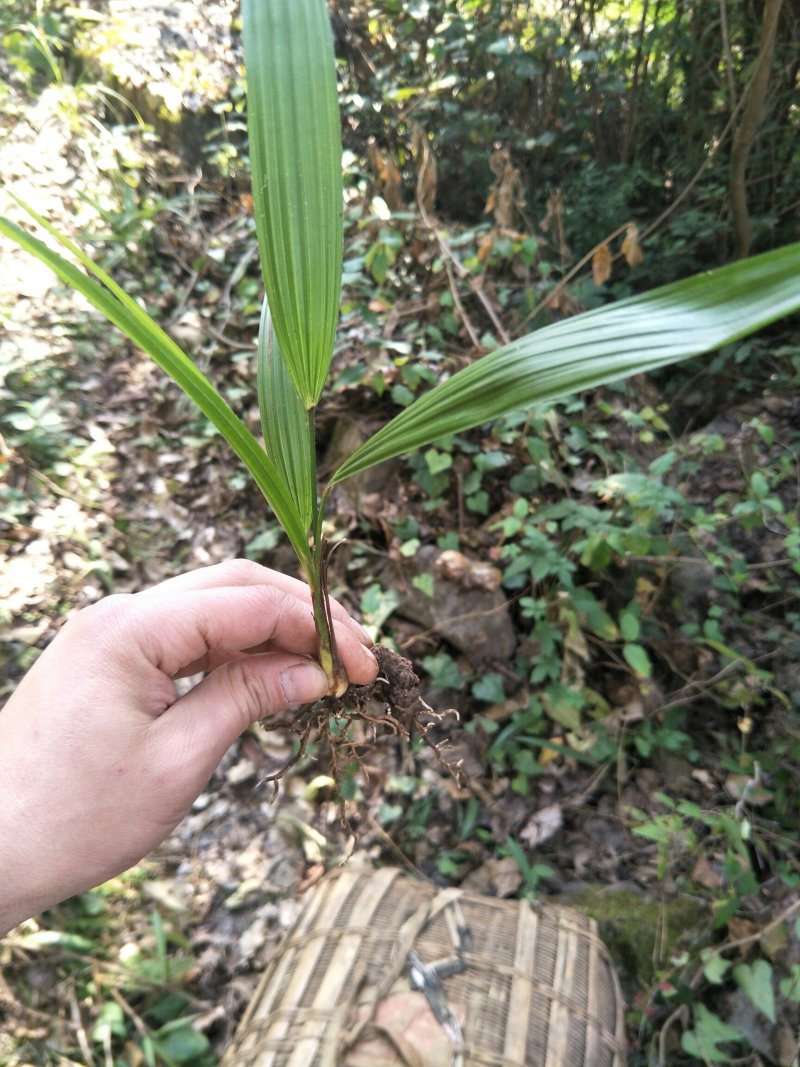 棕榈树苗高度10-50公分2-8张叶子100颗起发