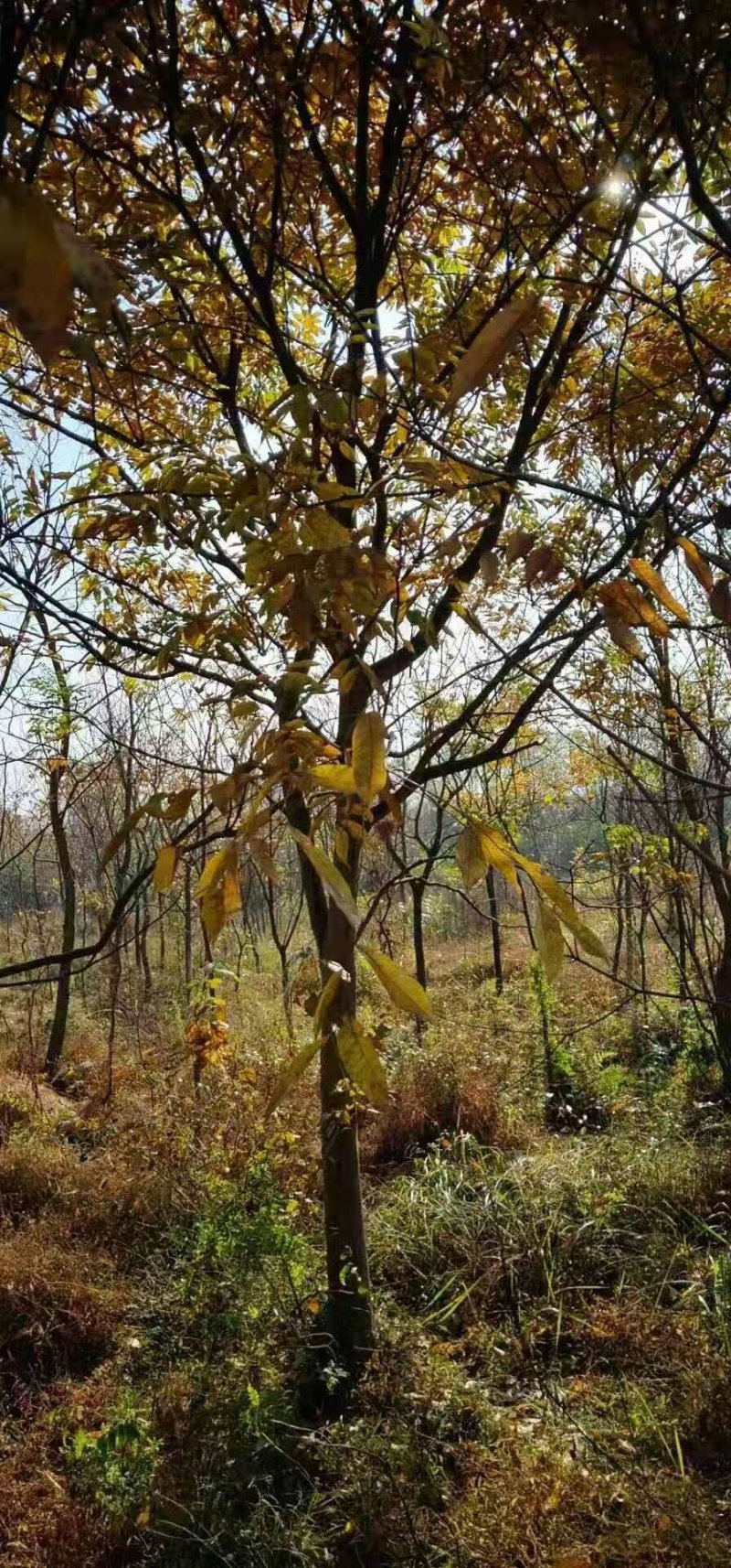 各种规格优质无患子小苗低价批发江西种植培育基地