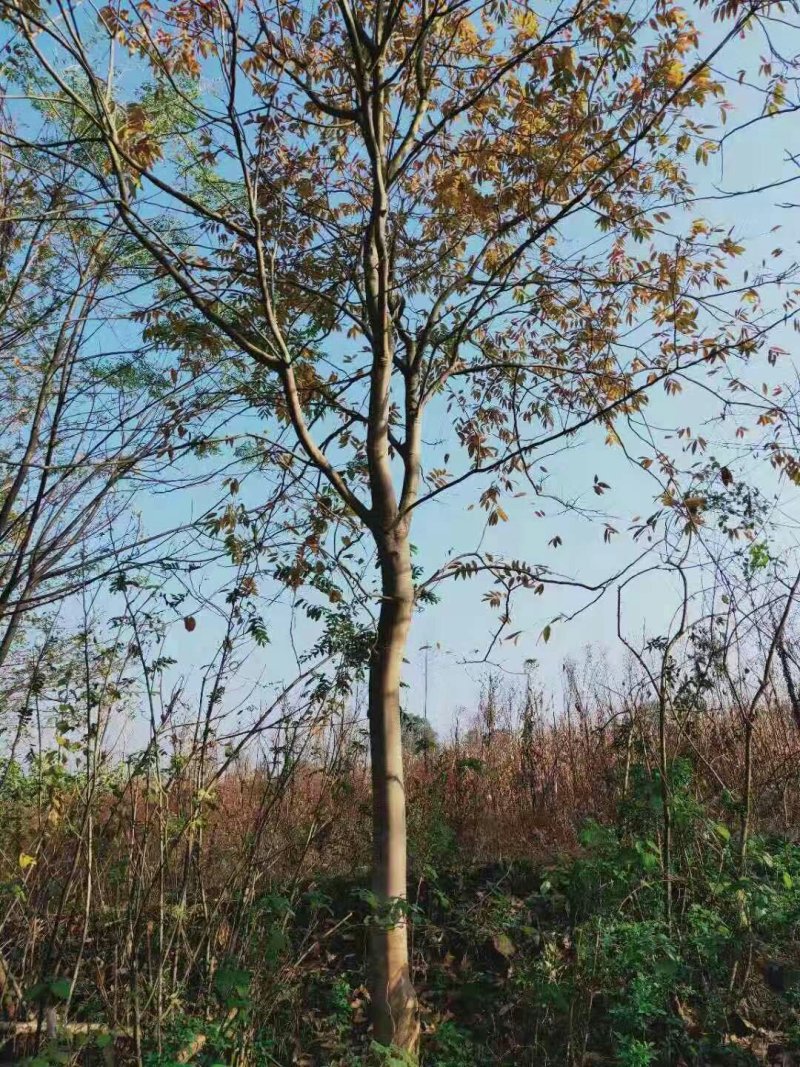 各种规格优质无患子小苗低价批发江西种植培育基地