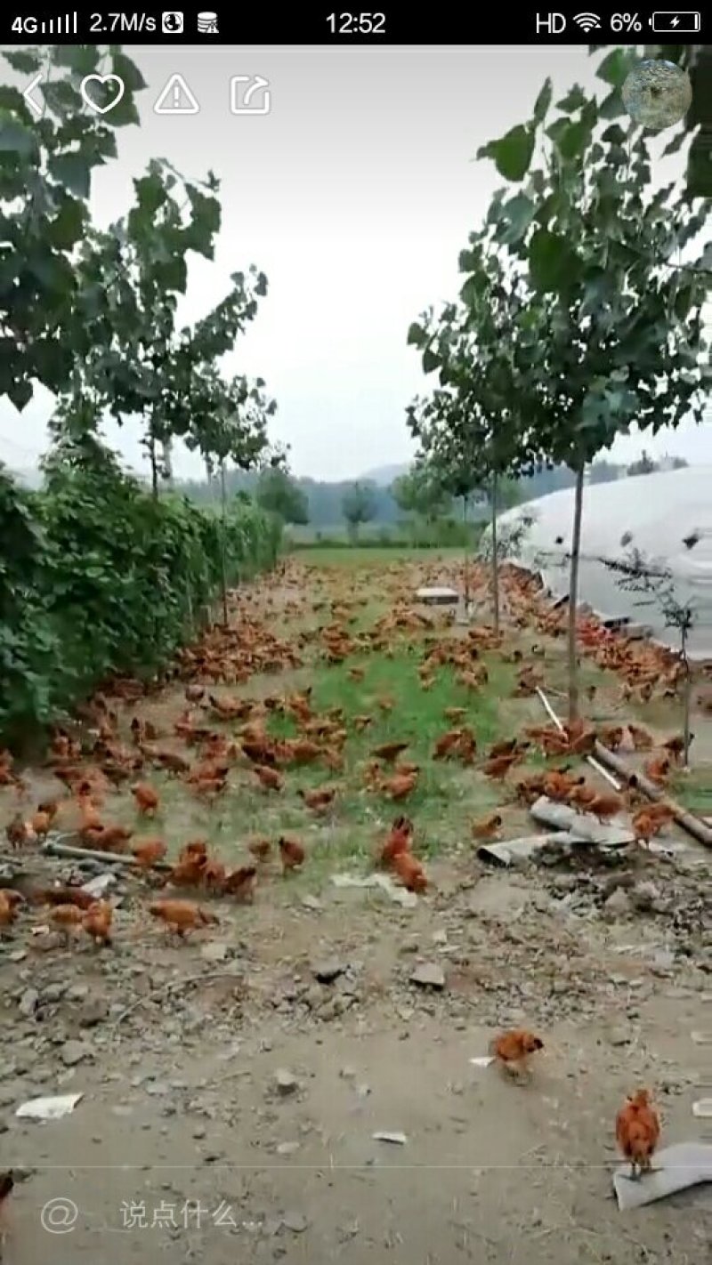 土鸡