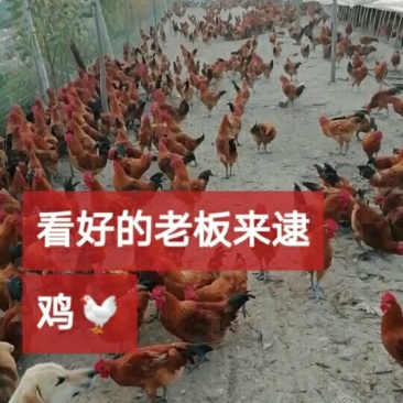 土鸡