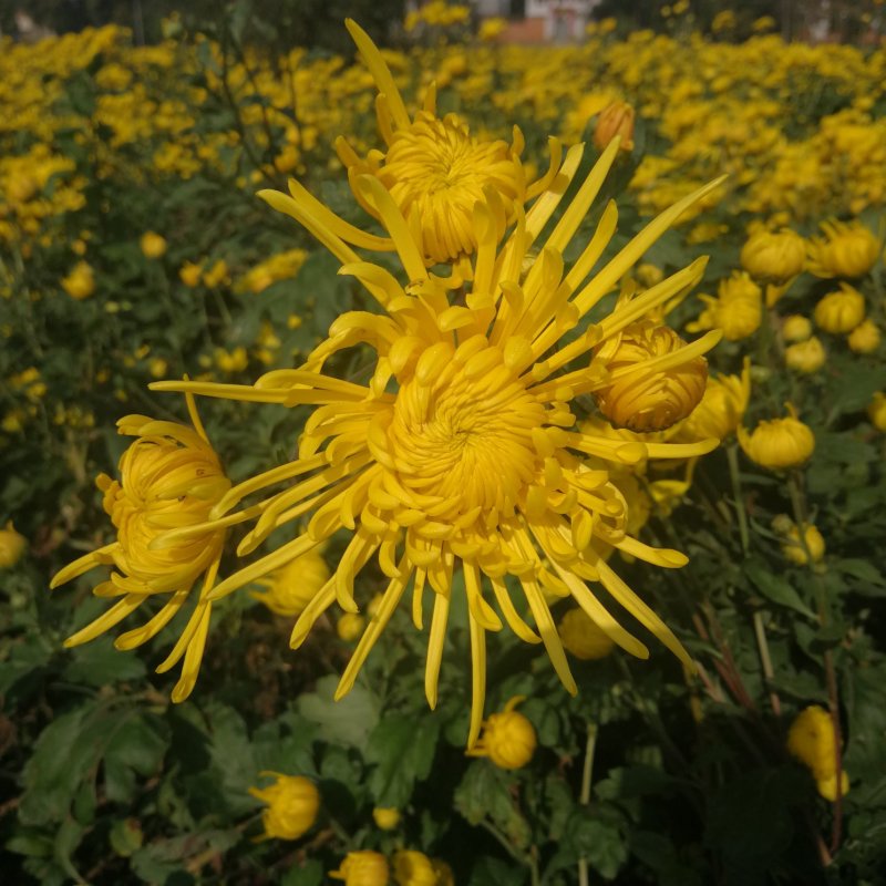 金丝皇菊花茶
