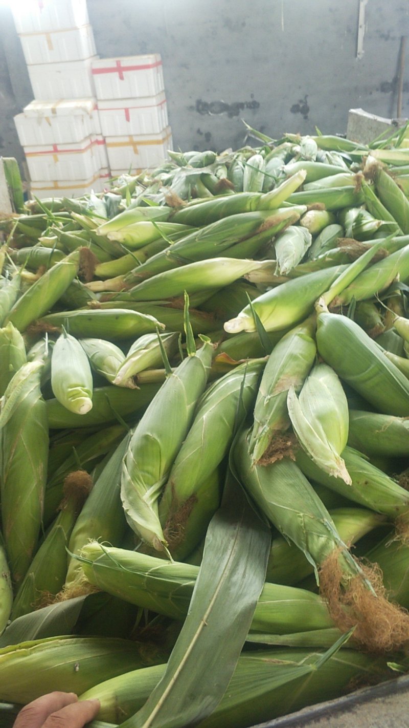 糯玉米种子品种齐全要的联系我
