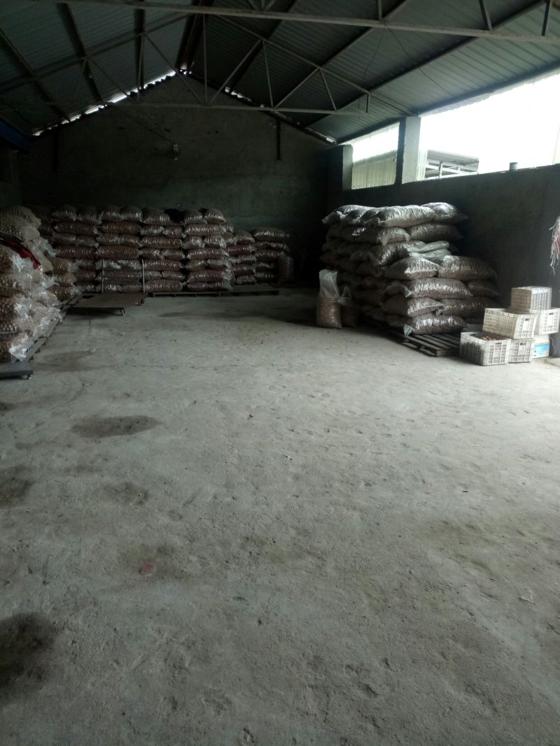 新品种核桃，4元/斤，产地直销。