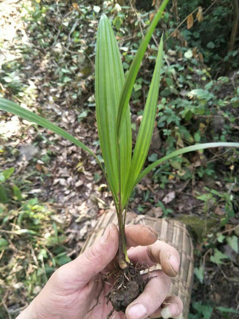 棕榈树苗0.5一颗100棵起发货，高度20-50公分