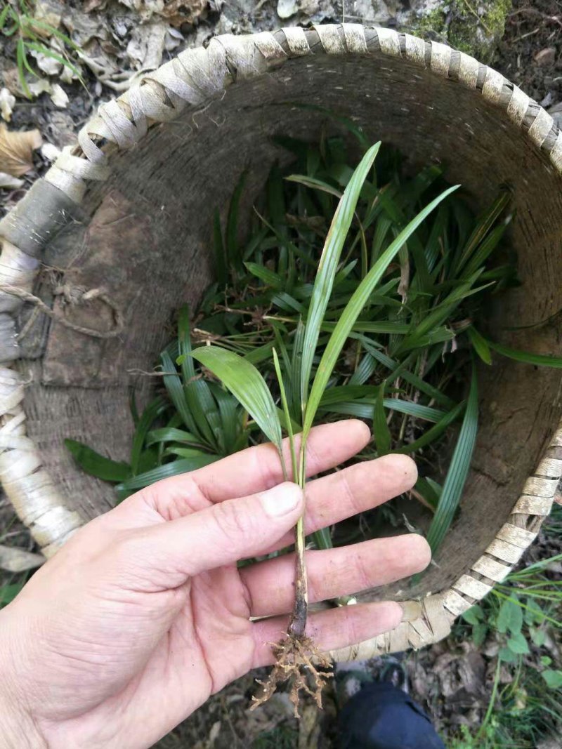 棕榈树苗0.5一颗100棵起发货，高度20-50公分