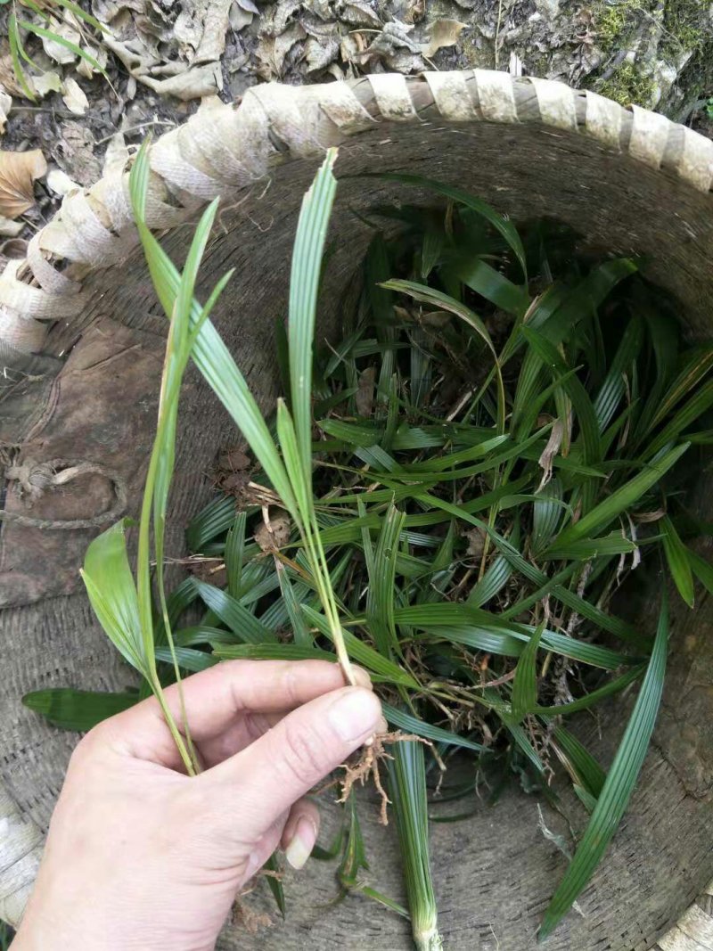 棕榈树苗0.5一颗100棵起发货，高度20-50公分