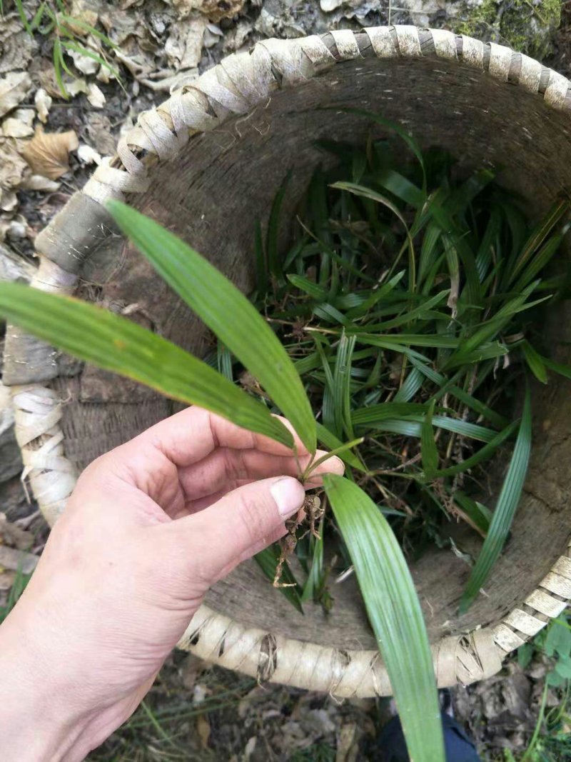 棕榈树苗0.5一颗100棵起发货，高度20-50公分
