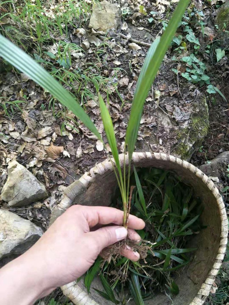 棕榈树苗0.5一颗100棵起发货，高度20-50公分