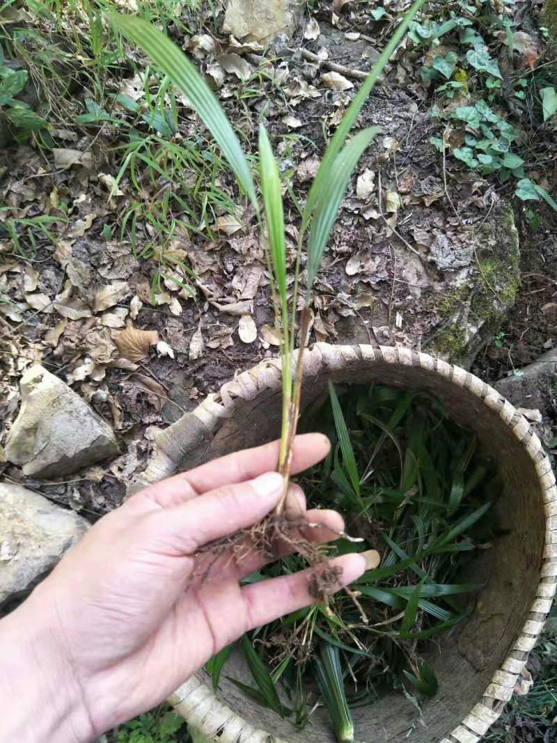 棕榈树苗0.5一颗100棵起发货，高度20-50公分