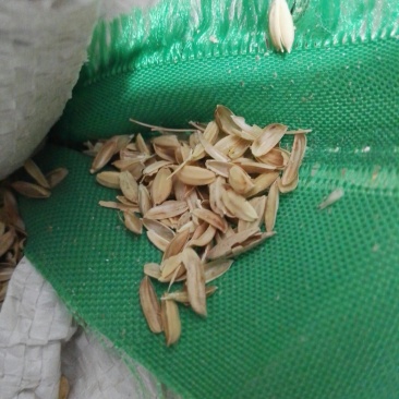 砻糠，米糠