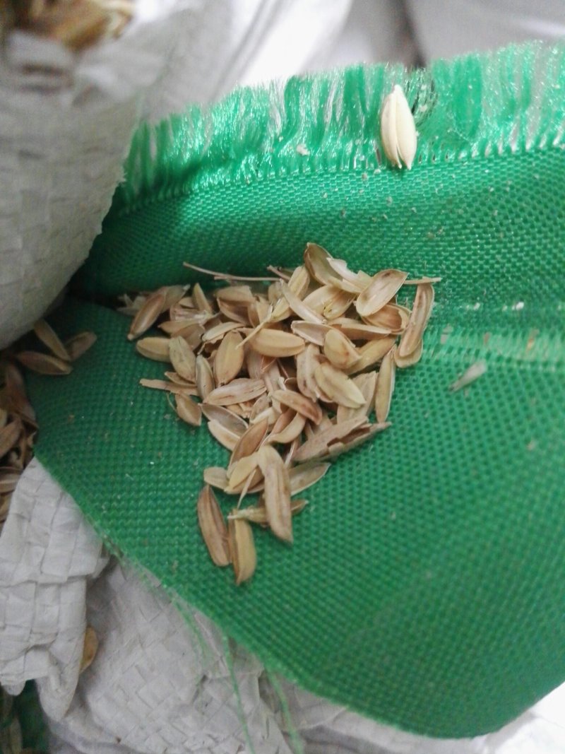 砻糠，米糠