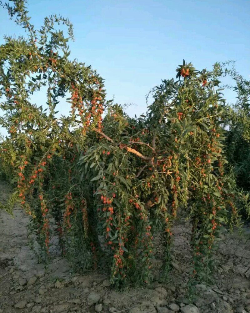 占地宁夏甘肃枸杞树老桩产地直发上车价