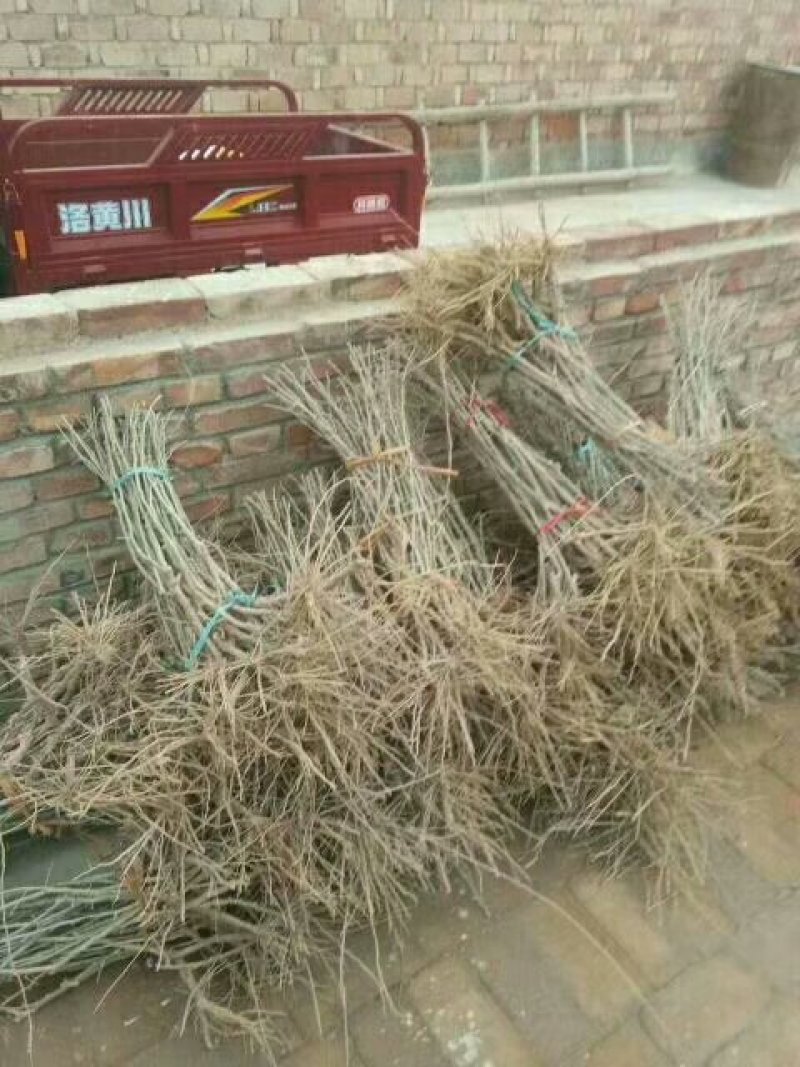 占地宁夏甘肃枸杞树老桩产地直发上车价