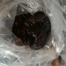 供应黑灵芝紫灵芝