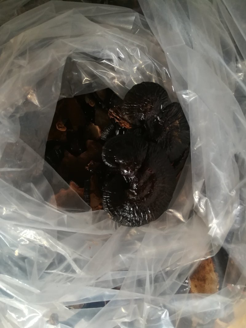 供应黑灵芝紫灵芝