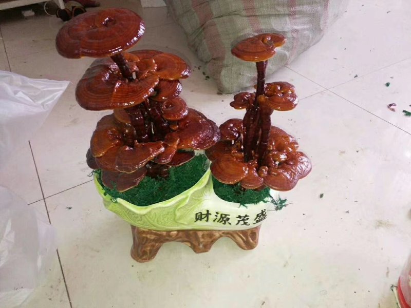 供应黑灵芝紫灵芝
