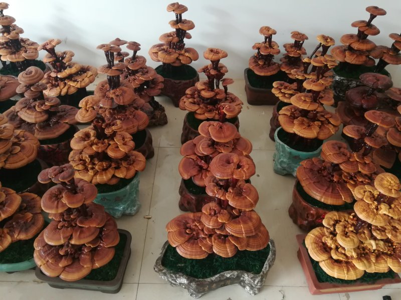 供应黑灵芝紫灵芝