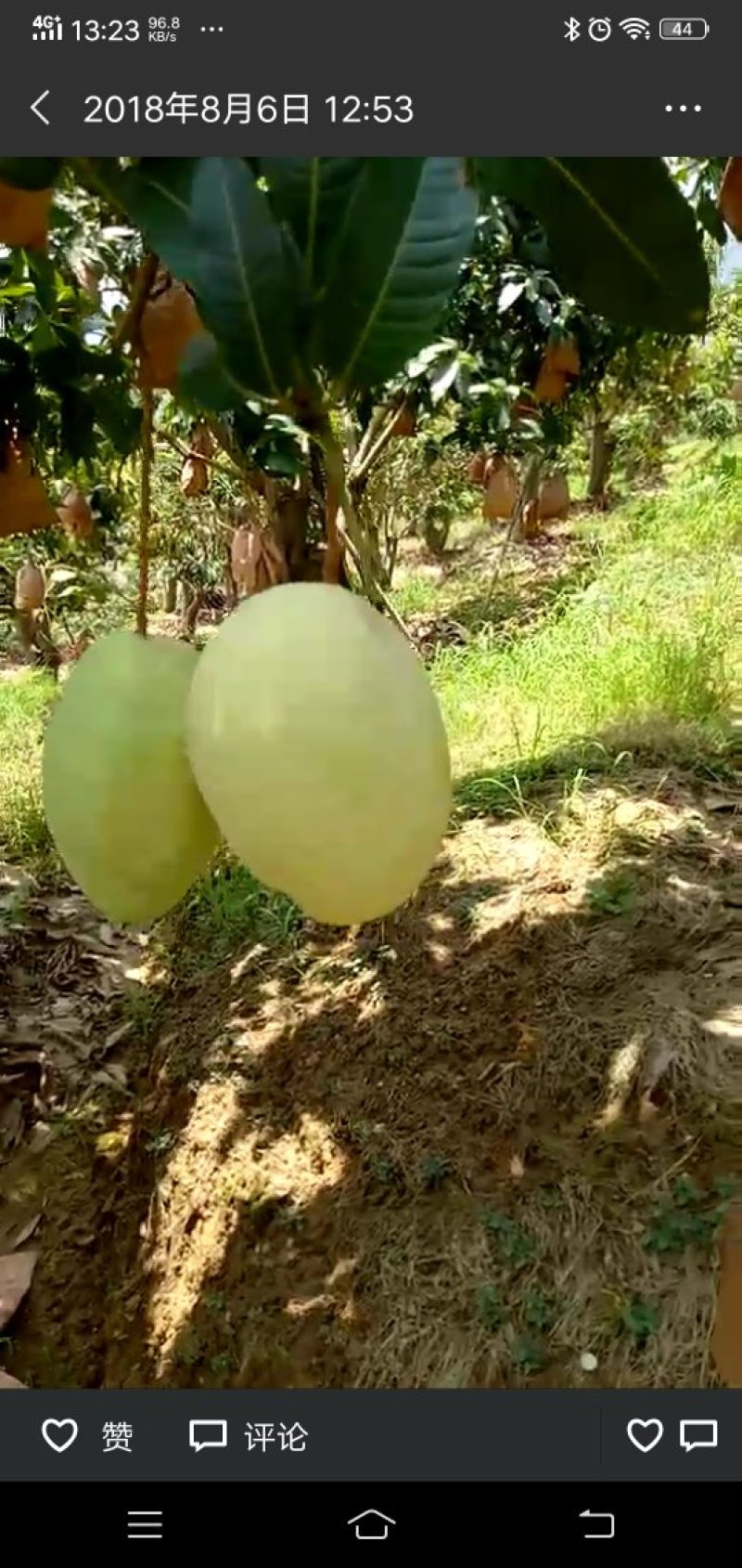 大量批发攀枝花本地芒果干