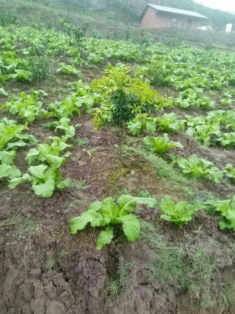 四川儿菜