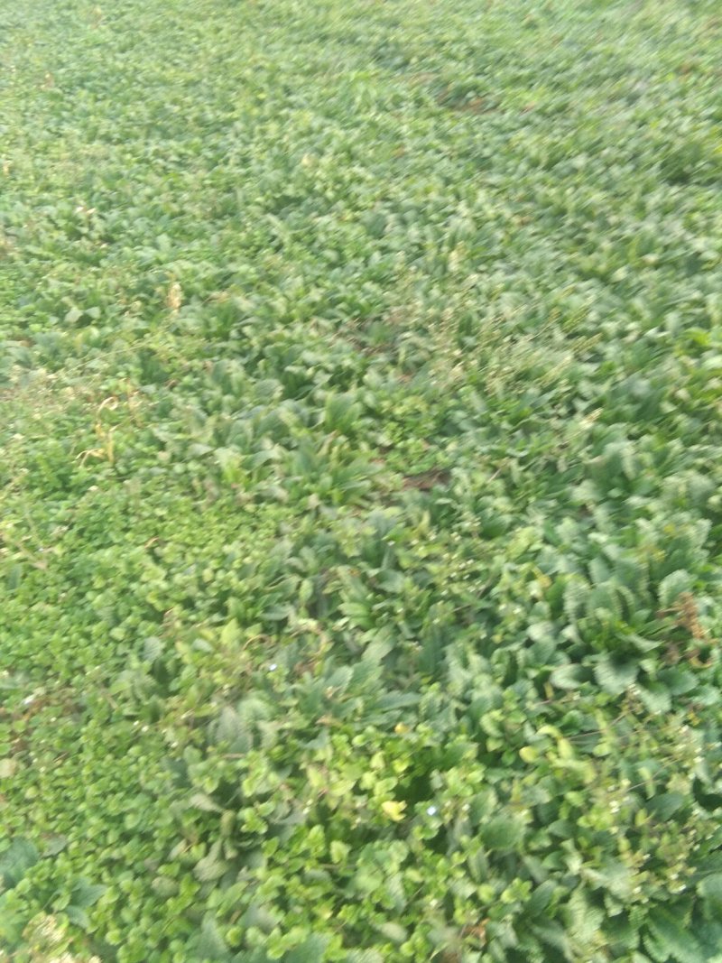 黑妈皮