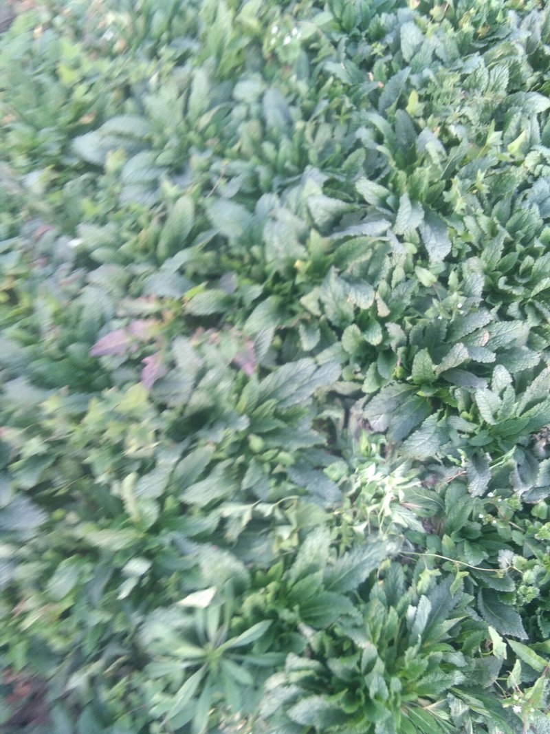 黑妈皮