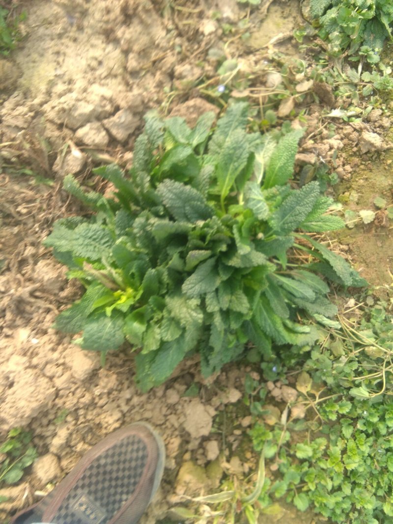 黑妈皮
