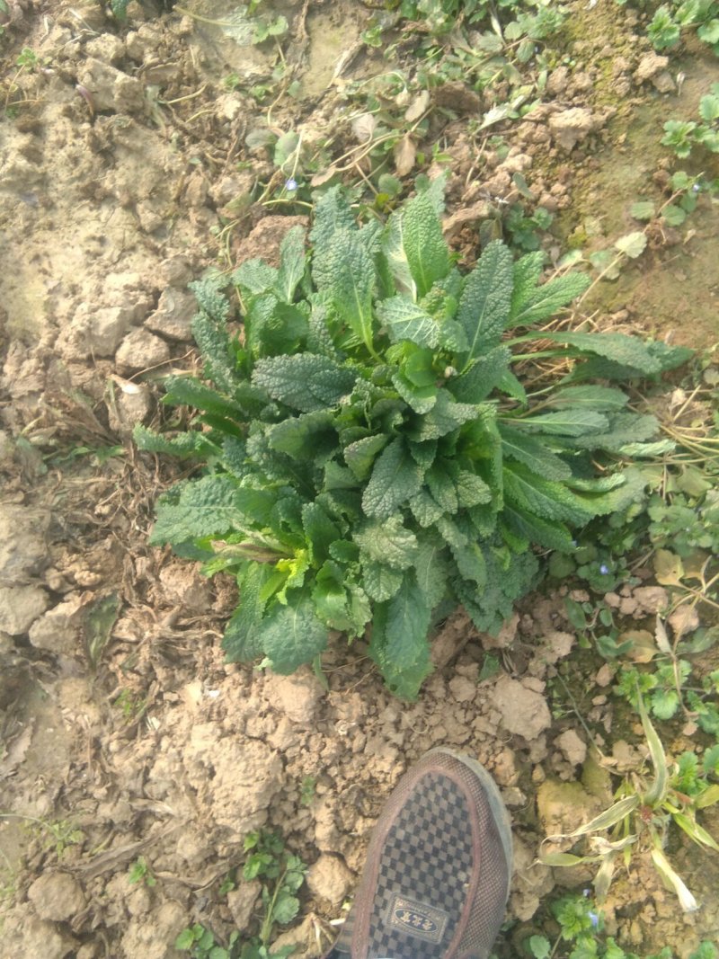 黑妈皮