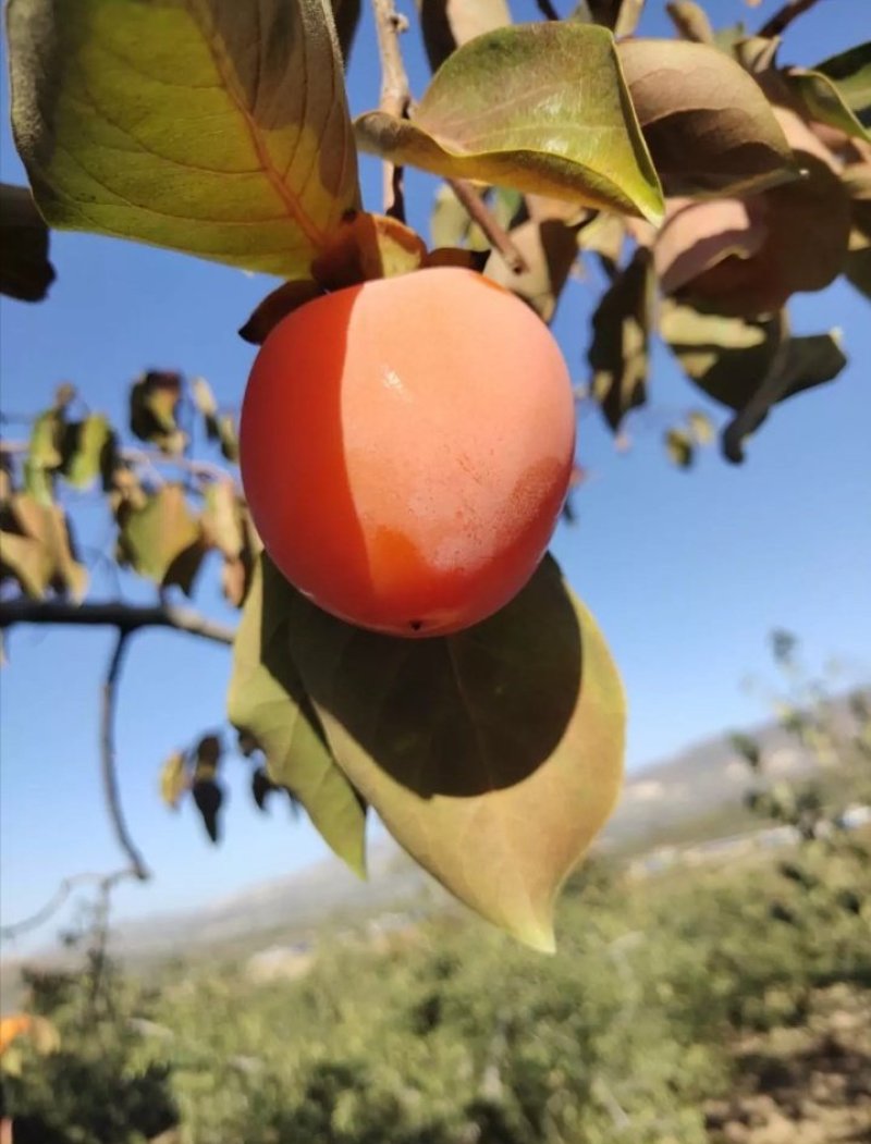 富平庄里柿饼