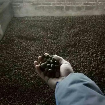 油茶仔