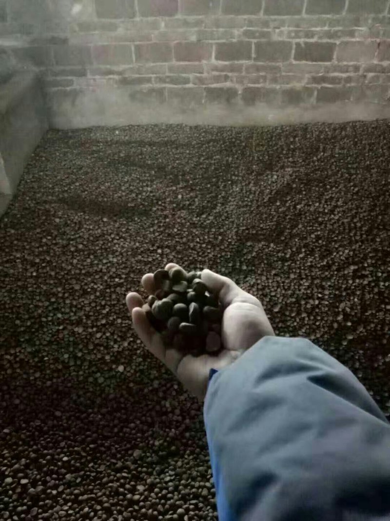 油茶仔