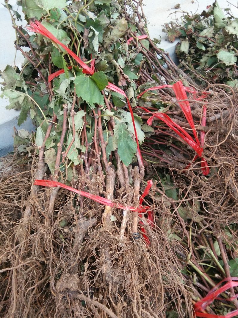 巨峰葡萄苗，蓝宝石葡萄苗，秋后大量出售。