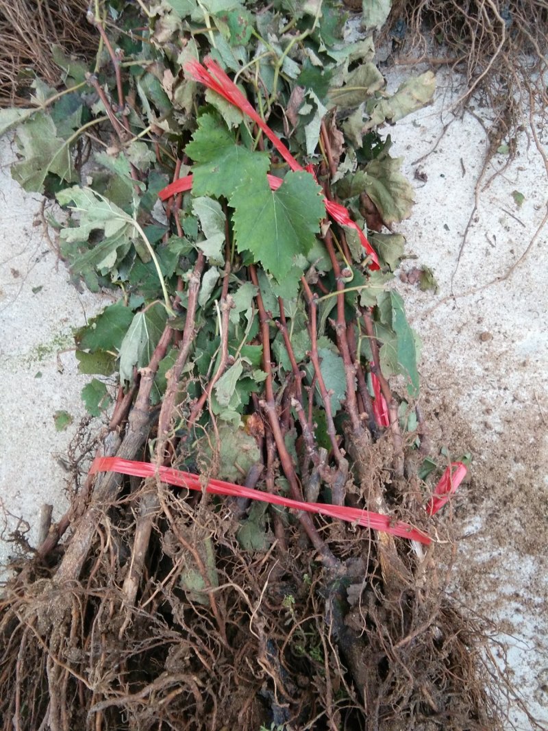 巨峰葡萄苗，蓝宝石葡萄苗，秋后大量出售。