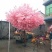 仿真桃花树樱花树许愿装饰大型婚庆酒店树
