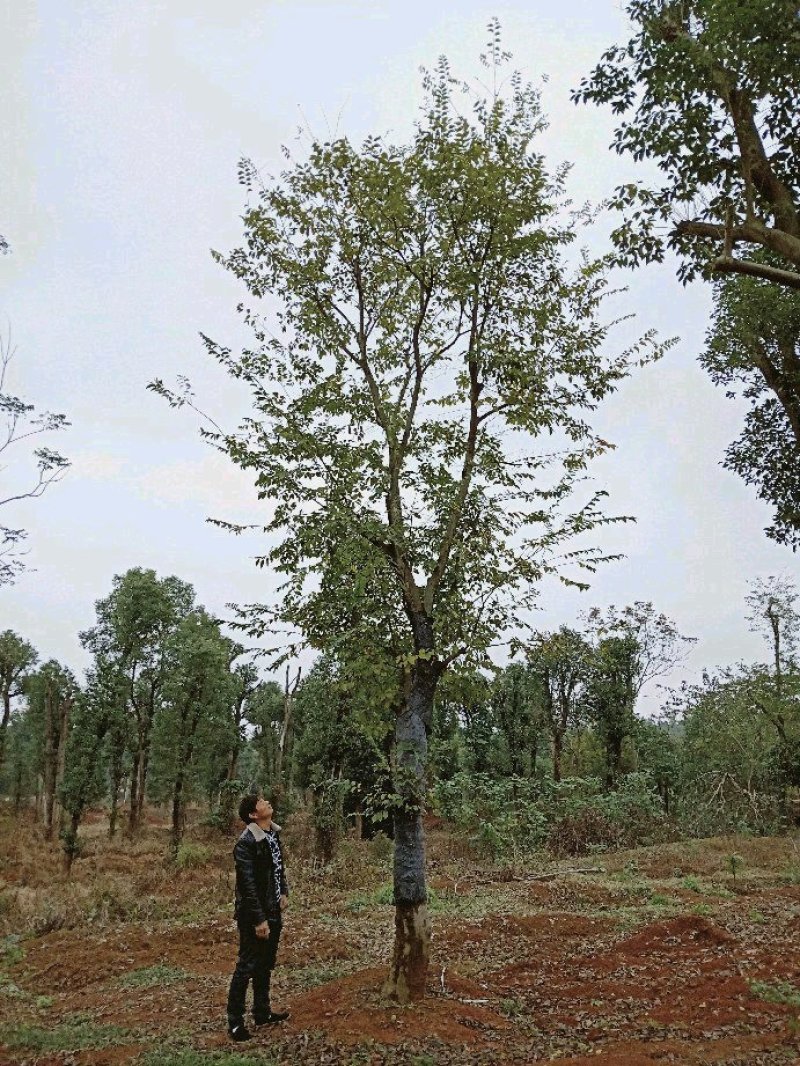 456杆拼栽多杆全冠朴树18-80单杆移植朴树丛生朴树