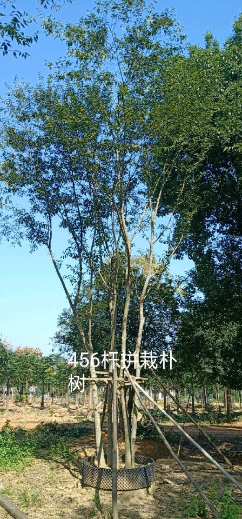 456杆拼栽多杆全冠朴树18-80单杆移植朴树丛生朴树