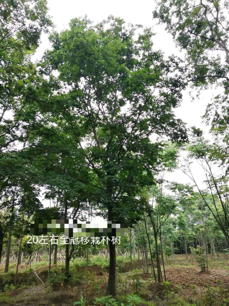 456杆拼栽多杆全冠朴树18-80单杆移植朴树丛生朴树