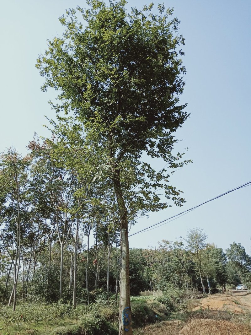 456杆拼栽多杆全冠朴树18-80单杆移植朴树丛生朴树