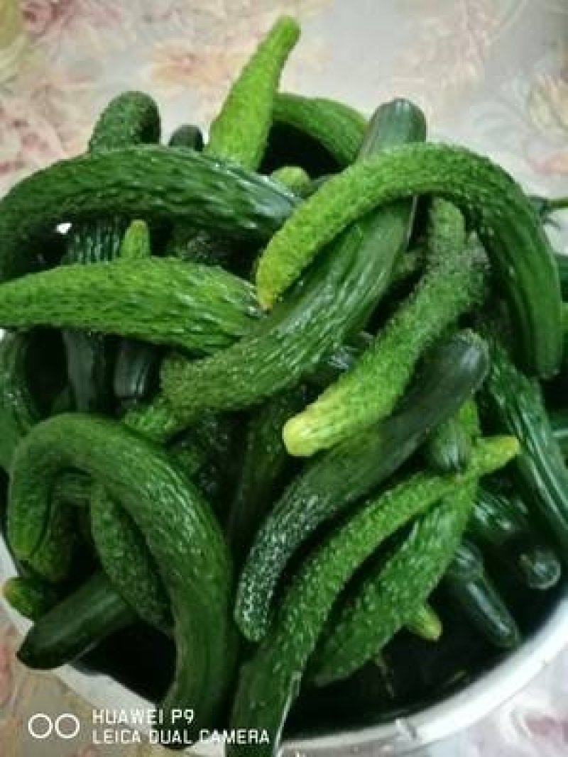 山东掐地黄瓜，食堂黄瓜，腌菜黄瓜，黄瓜纽大量供应