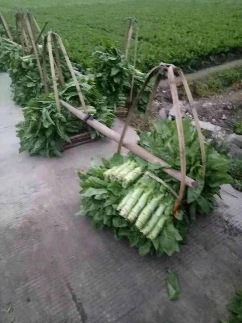 【优质商家】精品青皮莴笋一手货源支持视频看货