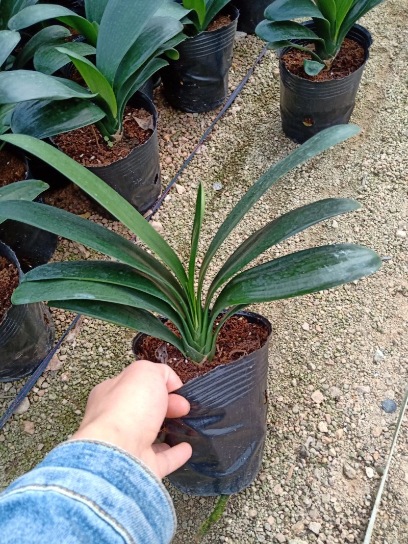 产地直销批发精品君子兰