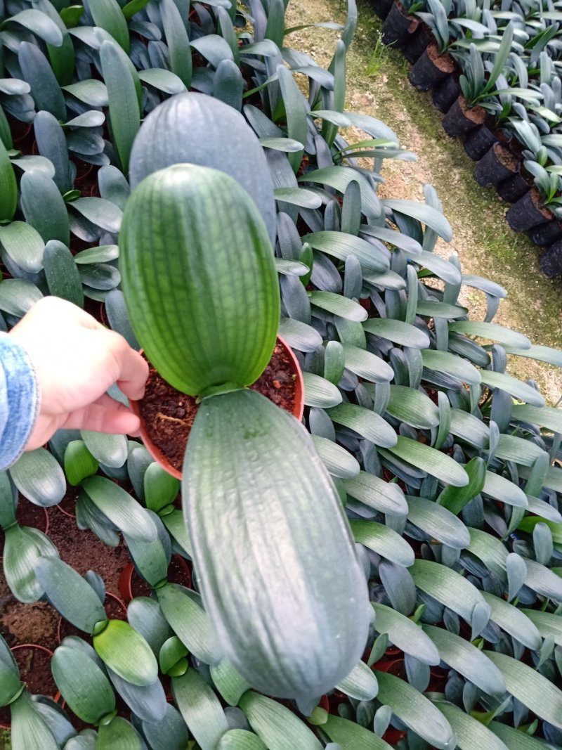 产地直销批发精品君子兰