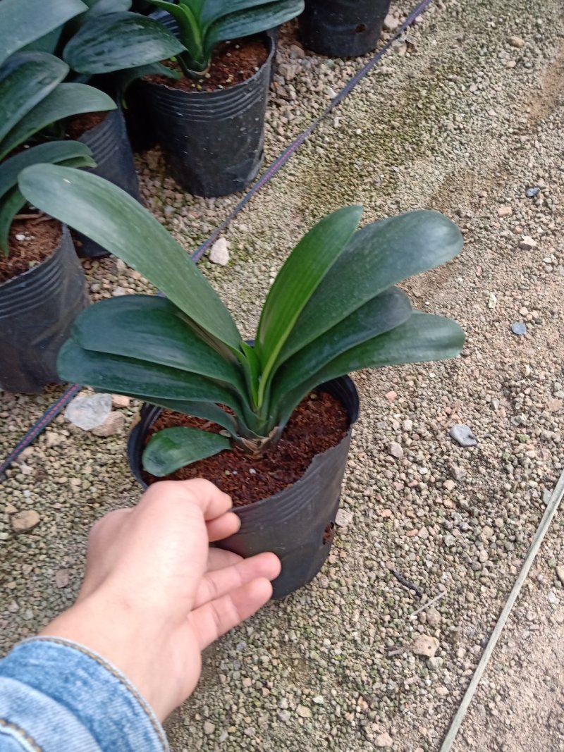 产地直销批发精品君子兰