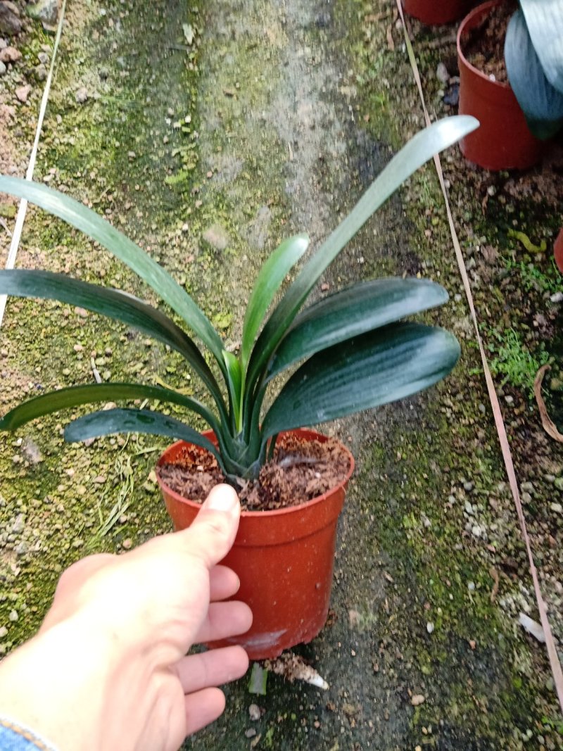 产地直销批发精品君子兰