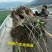 大樱桃树苗1到2年苗,提供技术,基地直发欢迎看货